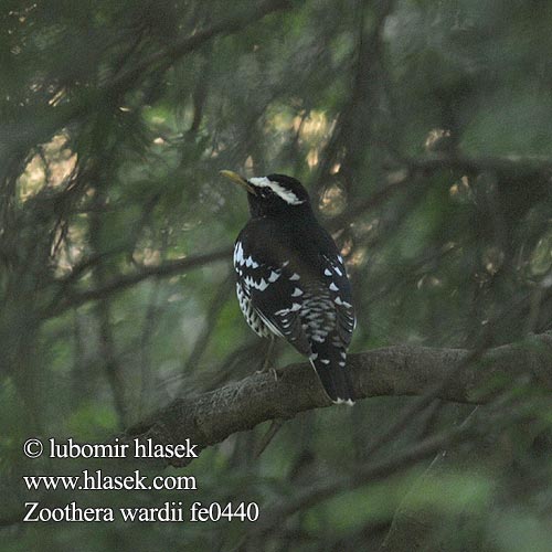 Zoothera wardii Pied Thrush Drozd himálajský Elsterdrossel Zorzal