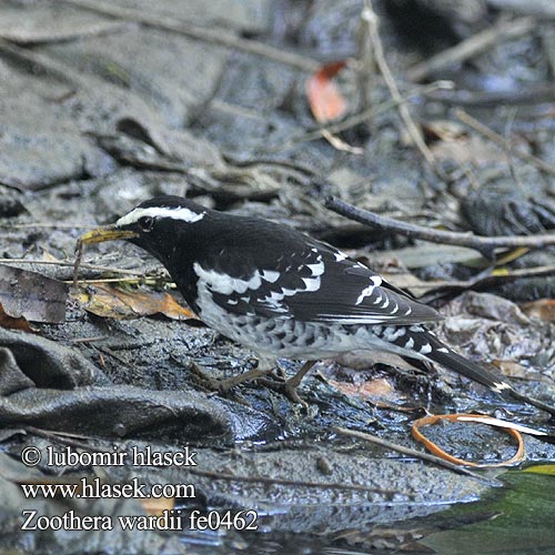 Pied Thrush Drozd himálajský Elsterdrossel Zorzal Pálido Grive