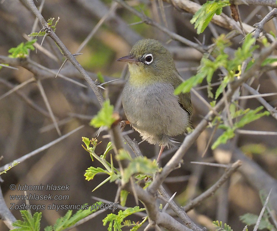 Zosterops abyssinicus