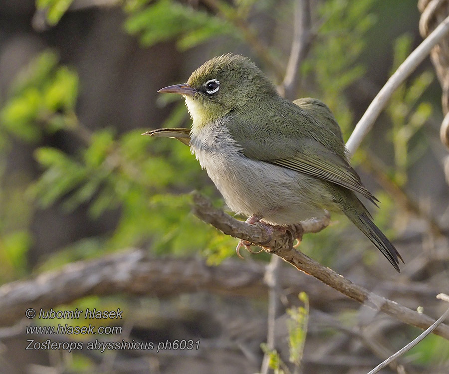 Zosterops abyssinicus