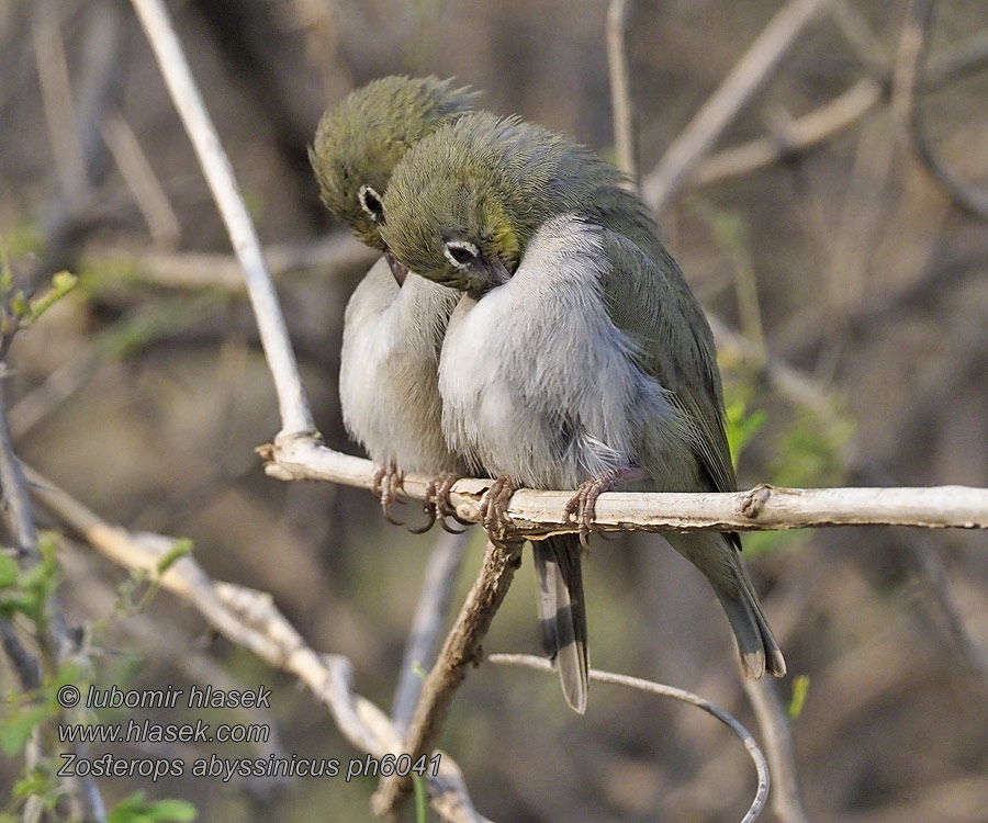 Эфиопская белоглазка Zosterops abyssinicus