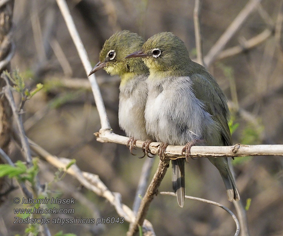 Somalische Brilvogel Szlarnik sawannowy Zosterops abyssinicus