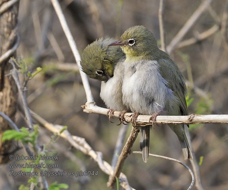 White-eye Anteojitos Abisini Occhialino pettobianc Zosterops abyssinicus