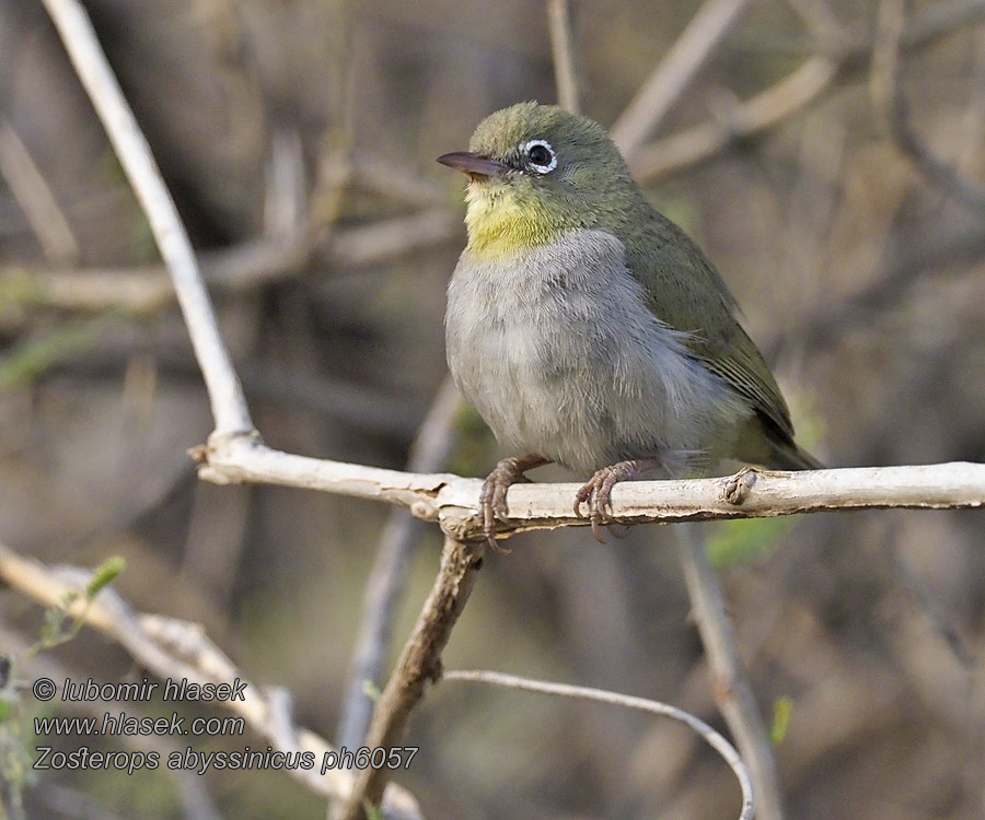 白胸绣眼鸟 Kruhoočko etiopské Zosterops abyssinicus