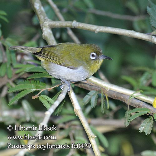 Zosterops ceylonensis Ceylon White-eye Kruhoočko srílanské