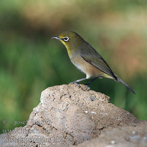 Zosterops virens pallida pallidus Green White eye Olivenbrillefugl