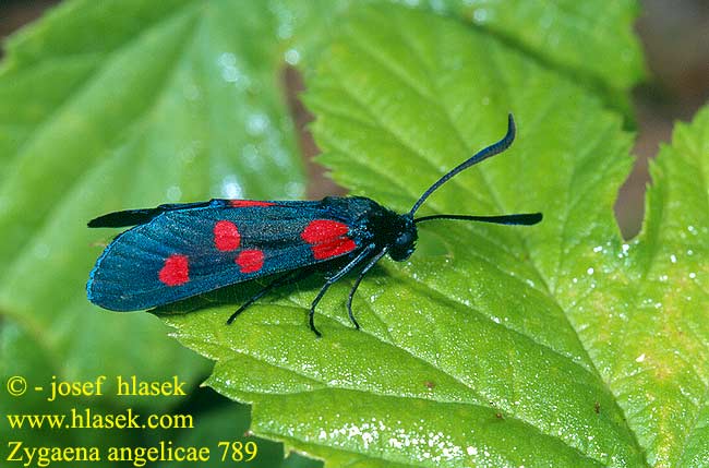 Zygaena angelicae elegans Vřetenuška štírovníková Vretienka ľadencová