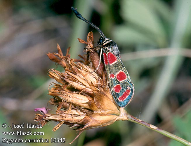 Zygaena carniolica Agrumenia Krainisches Widderchen Esparsettenwidderchen