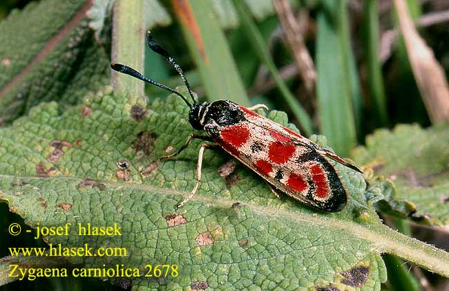 Zygaena carniolica Vřetenuška ligrusová Kraśnik rzęsinowiec