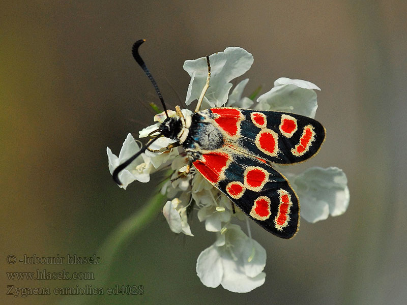 Agrumenia Krainisches Widderchen Esparsettenwidderchen Esparsetten-Widderchen Zygaena carniolica