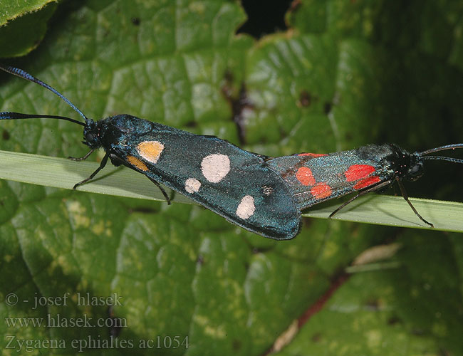 Zygaena ephialtes Variable Burnet Zygène variable