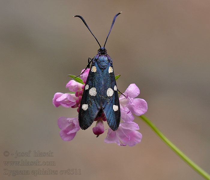 Zygaena ephialtes Пестрянка изменчивая Spremenljivi ovnič