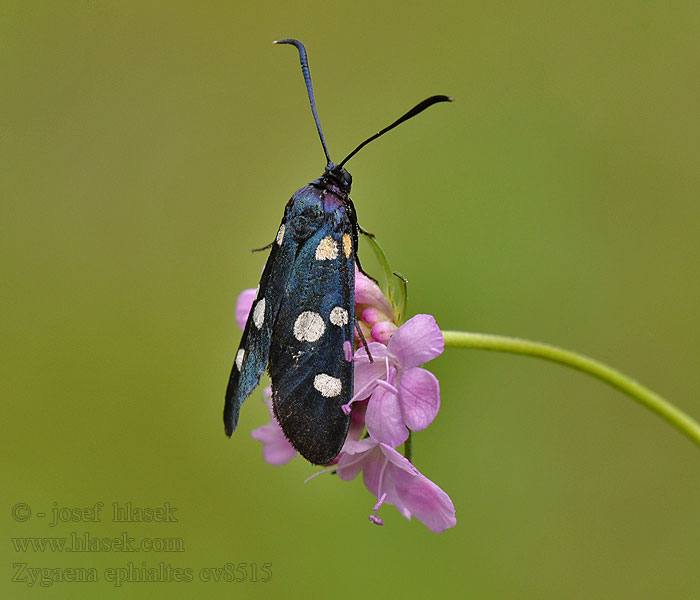 Variable Burnet Zygène variable Zygaena ephialtes