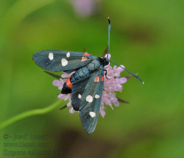 Zygaena ephialtes