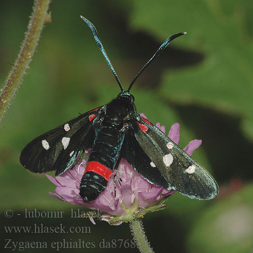 Zygaena ephialtes Veränderliches Widderchen Krasnik goryszowiec zmienny