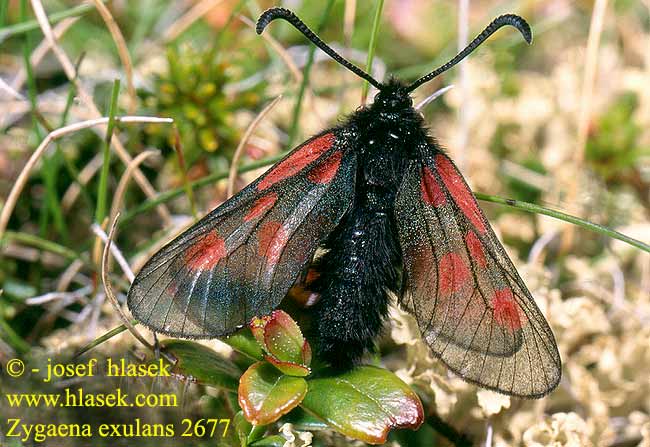 Zygaena exulans Alpen-Widderchen Scotch Burnet Zygene sommets