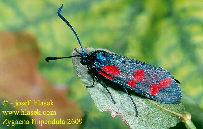 Zygaena filipendulae Six-spot Burnet Zygène filipendule