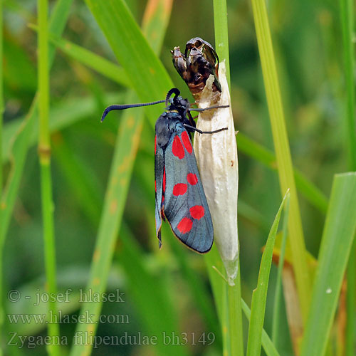 Six-spot Burnet Zygène filipendule Acélszínű csüngőlepke Sechsfleck-Widderchen