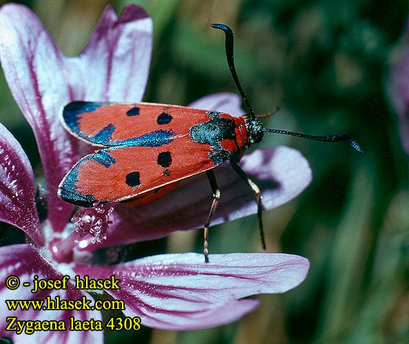 Zygaena laeta Bloodword Burnet Vörös csüngőlepke Vretienka neskorá Vřetenuška pozdní Пестрянка весёлая черноточечная