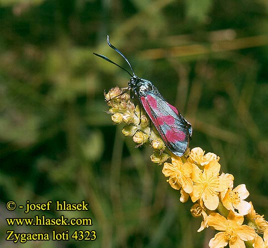 Zygaena loti achilleae Slender Scotch Burnet Közönséges csüngőlepke Beilfleckwidderchen Beilfleck-Widderchen Vretienka kozincová Vřetenuška kozincová Zygene Lotier Közönséges csüngőlepke Пестрянка лядвенцевая