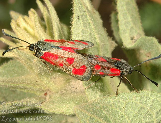 Zygaena loti Пестрянка лядвенцевая achilleae Slender Scotch Burnet Közönséges csüngőlepke Beilfleckwidderchen Beilfleck-Widderchen Vretienka kozincová Vřetenuška kozincová Zygene Lotier Közönséges csüngőlepke