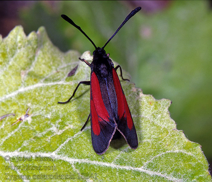 Zygaena osterodensis scabiosae Vřetenuška chrastavcová