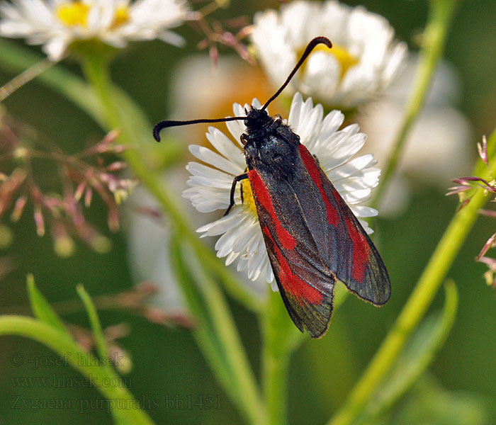 Zygaena purpuralis Mesembrynus Vřetenuška mateřídoušková Thymian-Widderchen