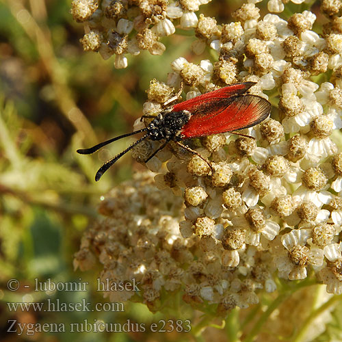 Zygaena rubicundus Mesembrynus