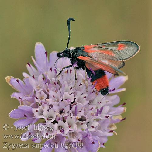 Zygaena sarpedon Zygène Panicaut Royal Burnet