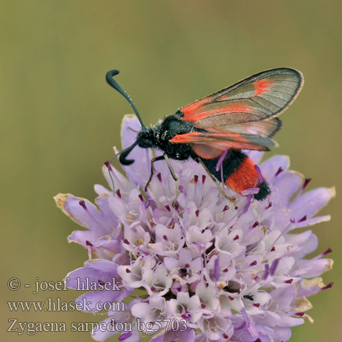 Zygaena sarpedon Zygène Panicaut Royal Burnet