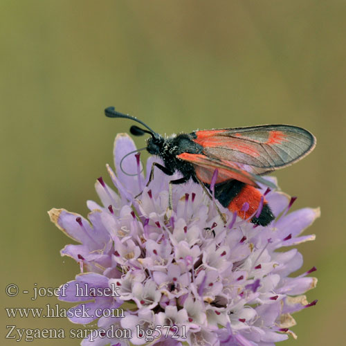 Zygaena sarpedon Zygène Panicaut Royal Burnet