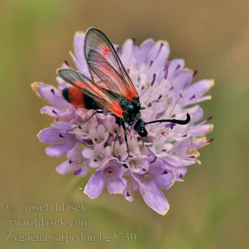 Zygaena sarpedon Royal Burnet Zygène Panicaut