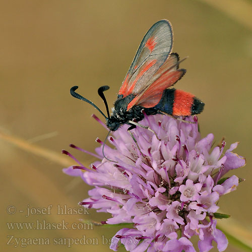 Zygaena sarpedon Royal Burnet Zygène Panicaut