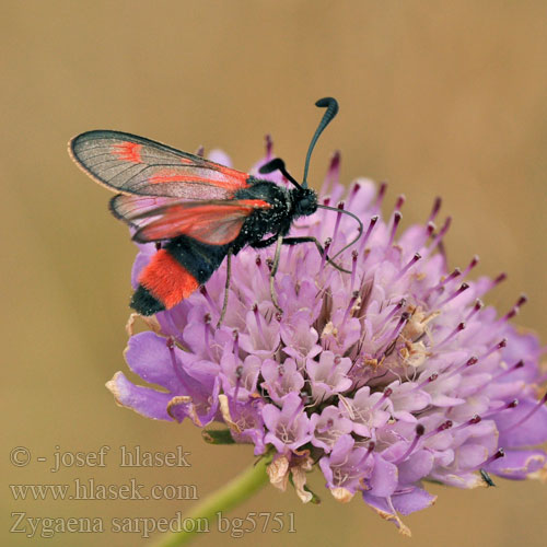 Royal Burnet Zygène Panicaut Zygaena sarpedon