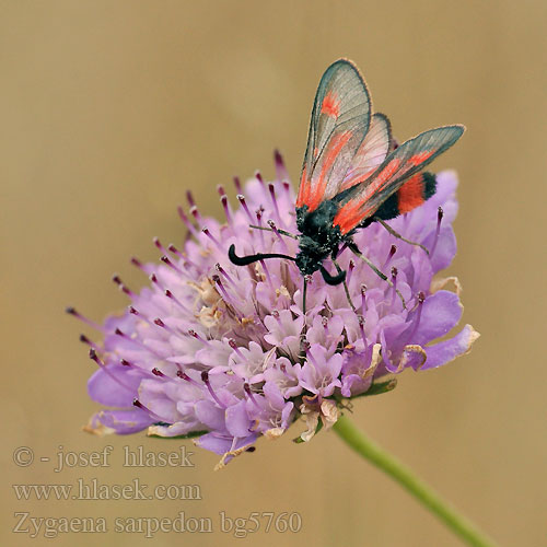 Zygaena sarpedon Royal Burnet Zygène Panicaut