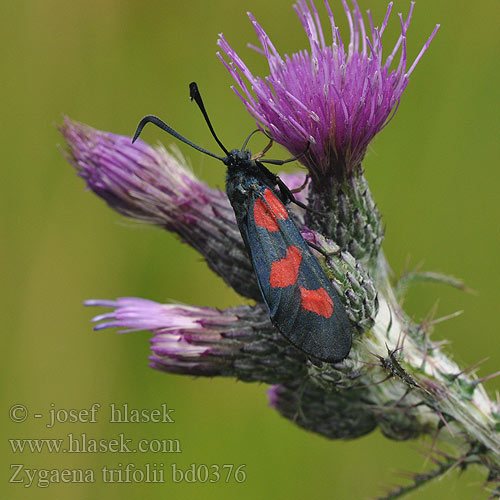 Zygaena trifolii Sumpfhornklee-Widderchen