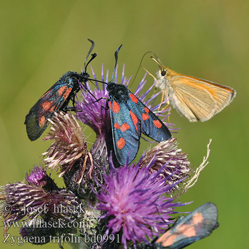 Vijfvlek-sint-jansvlinder Five-Spot Burnet