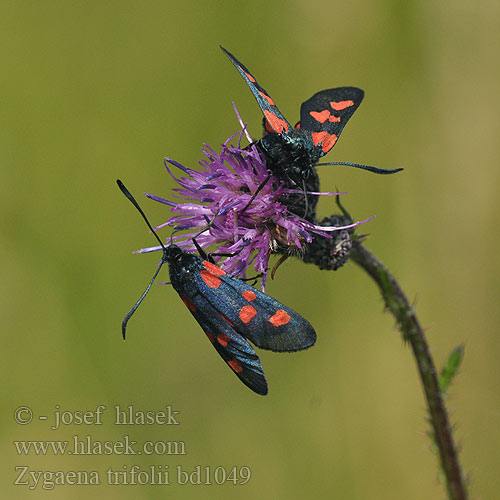 Five-Spot Burnet Vretienka ďatelinová