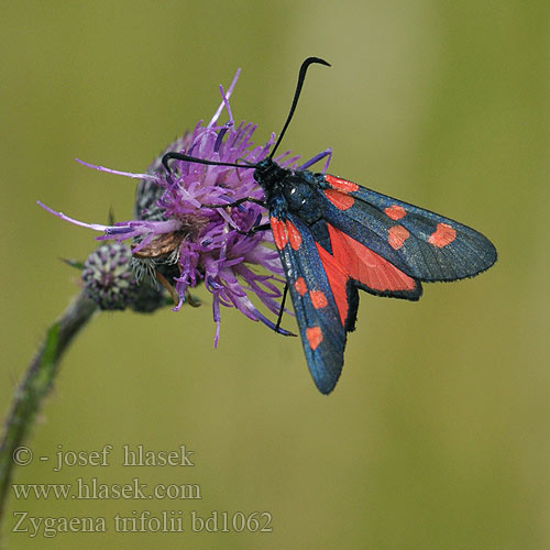 Zygaena trifolii Zygene Trefle