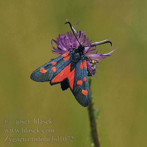 Zygaena trifolii Kraśnik pięcioplamek