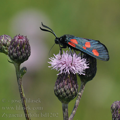 Zygaena trifolii Пестрянка клеверная