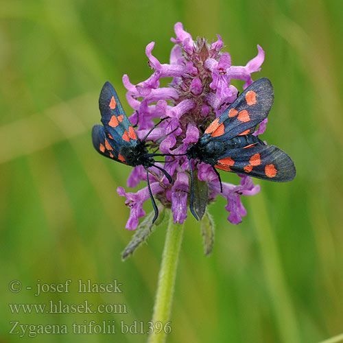 Zygaena trifolii Femplettet Kollesvarmer