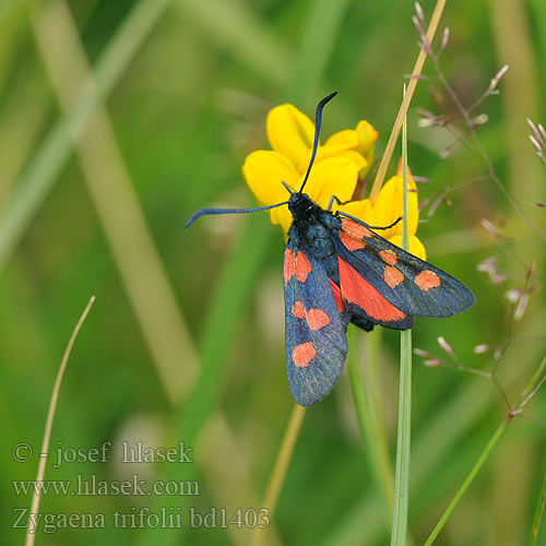 Zygaena trifolii Vijfvlek-sint-jansvlinder