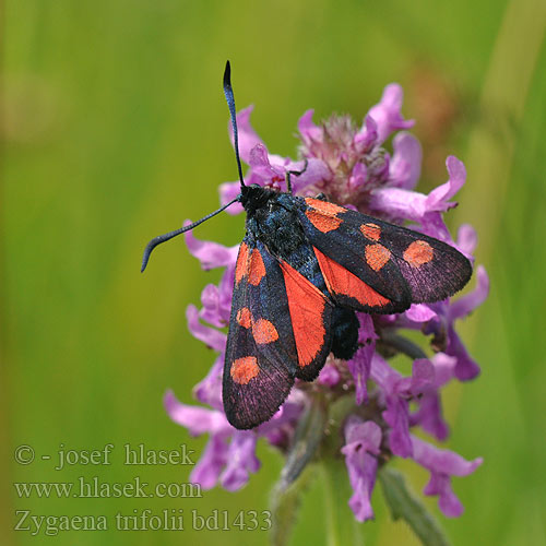 Zygaena trifolii Five-Spot Burnet