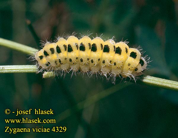 Zygaena viciae Vřetenuška komonicová Kleines Kleine Fünffleck-Widderchen Gewöhnliches Lille Køllesværmer Пестрянка горошковая Zygène vesces Väike-verikireslane ehk New Forest Burnet Kleine sint-jansvlinder Vretienka viková 